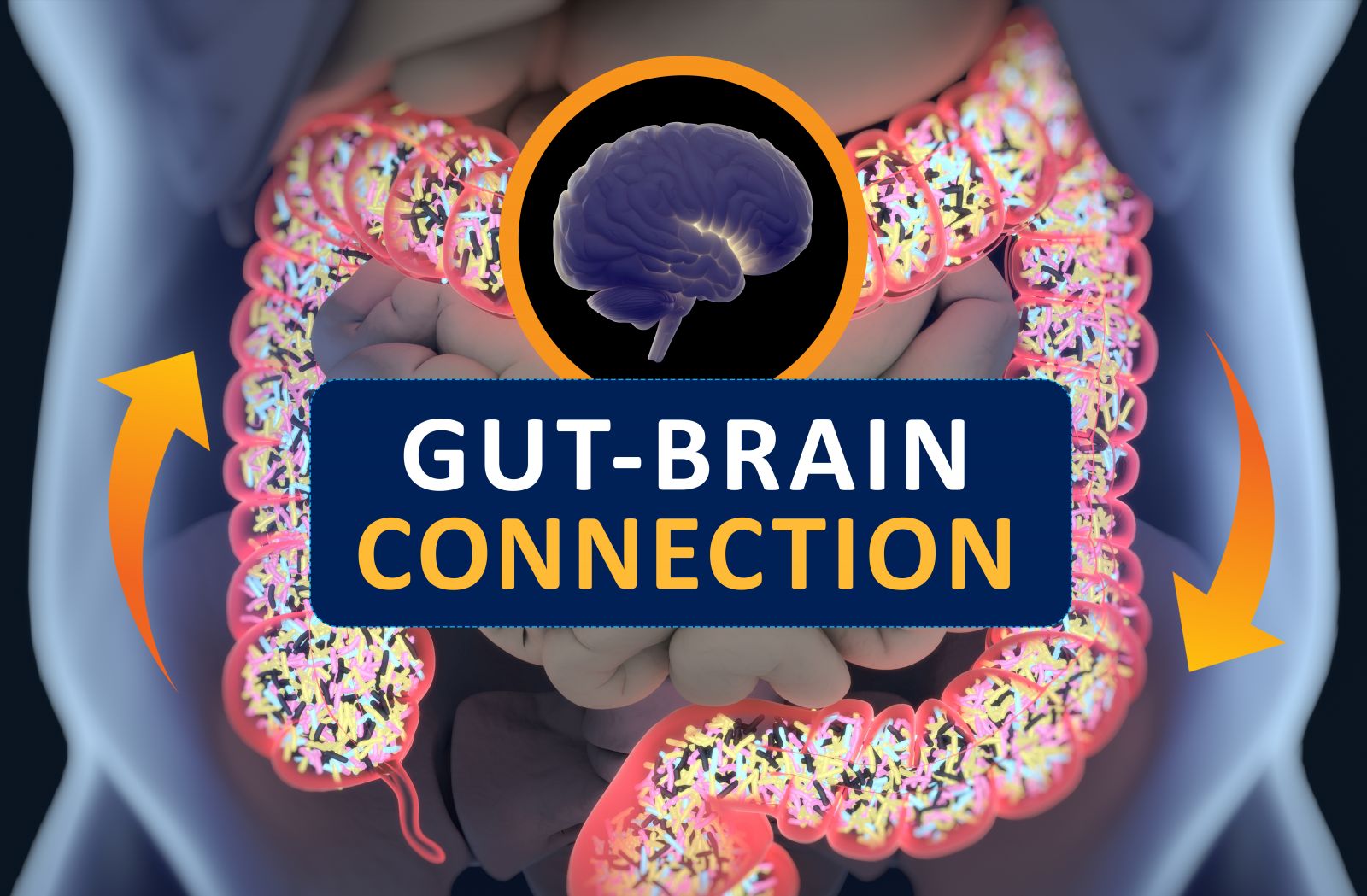 gut brain connection