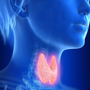 Illustration of the thyroid gland in the neck showing hypothyroidism or underactive thyroid condition